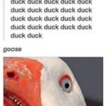 Silly goose