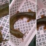 Fishermen caught a "conjoined-catfish" with two heads