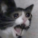 memes